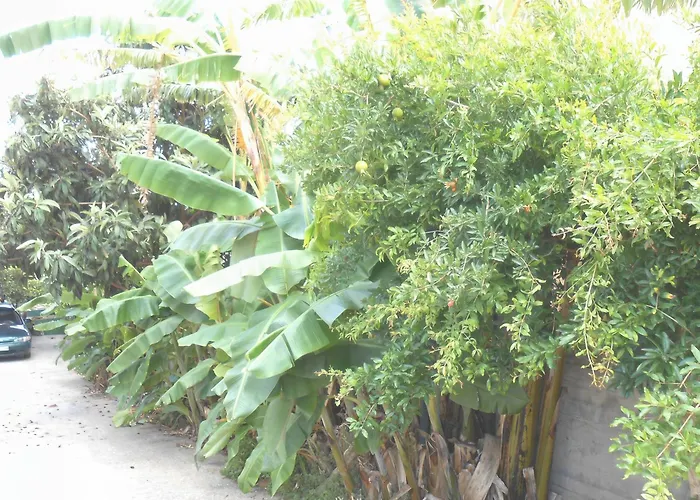 Apartament Banana Leaves Flat Chania (Crete)