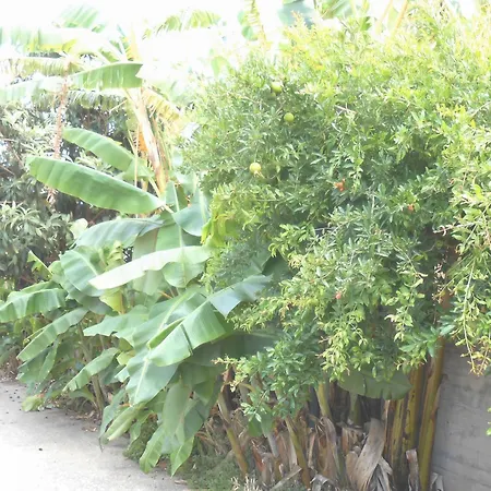 Апартаменты Banana Leaves Flat Ханья